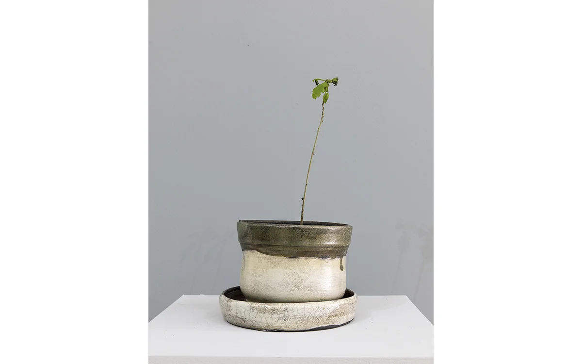 Pot 15