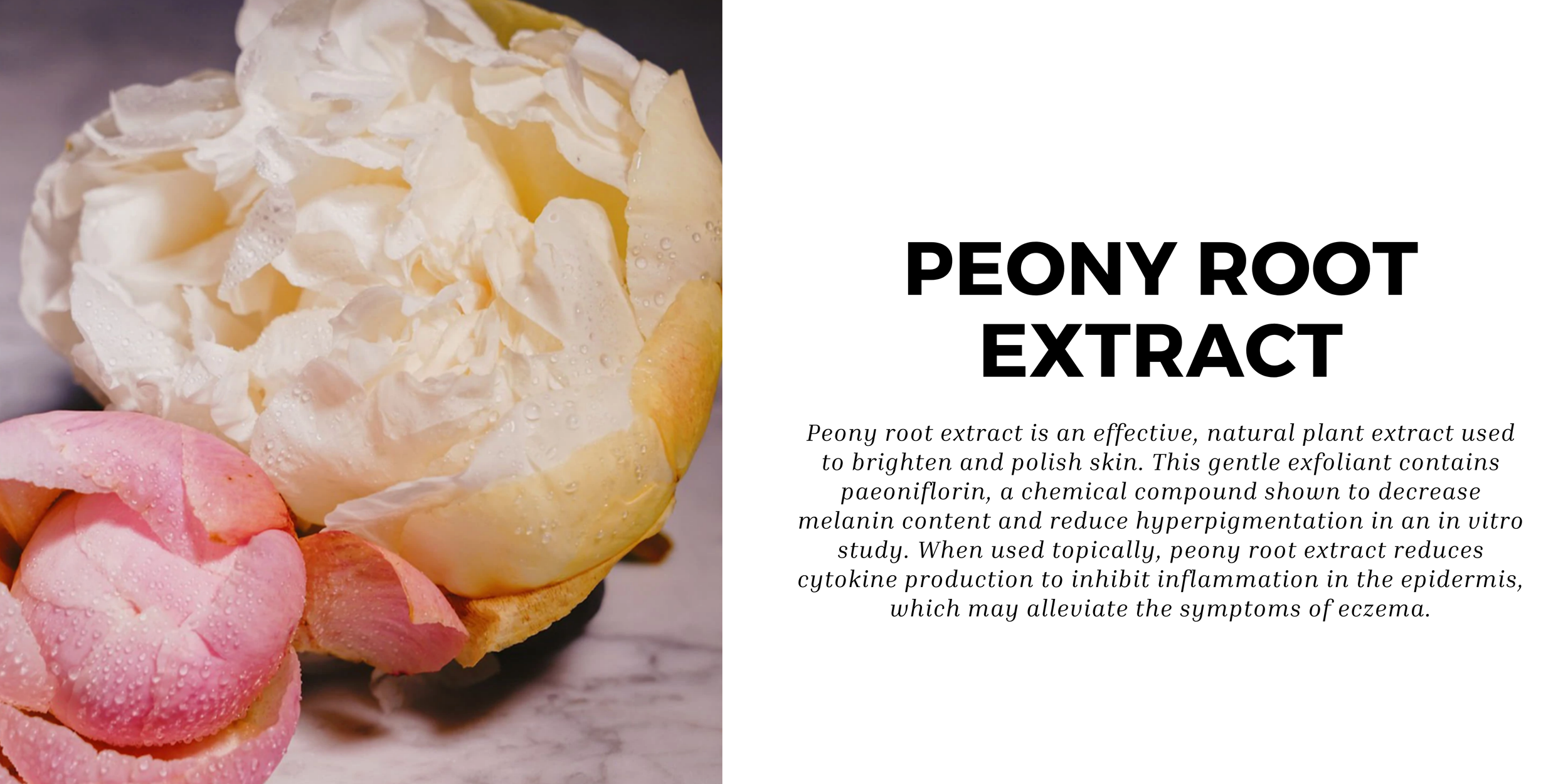 PEONY ROOT EXTRACT.png