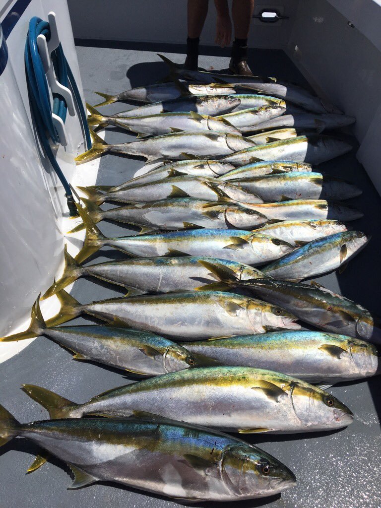 catalina yellowtail lineup.jpg