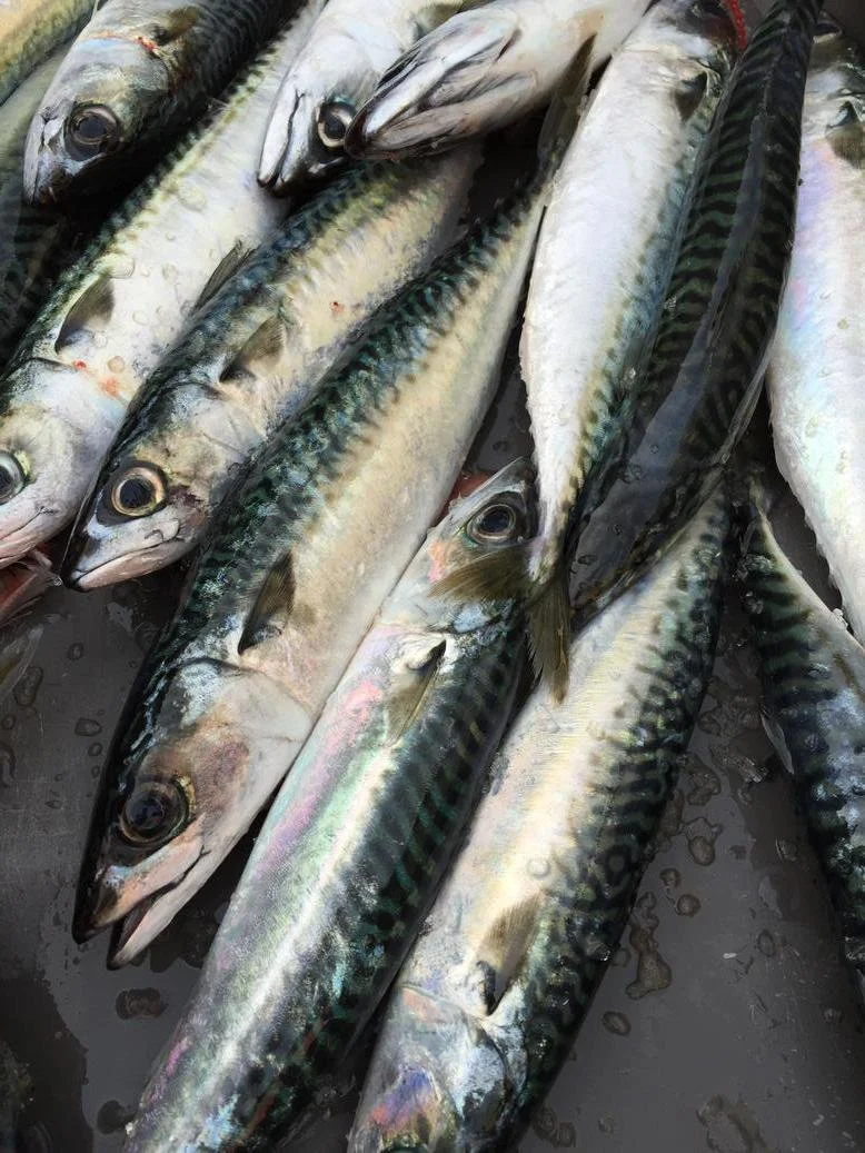 mackerel-localH&L.jpg