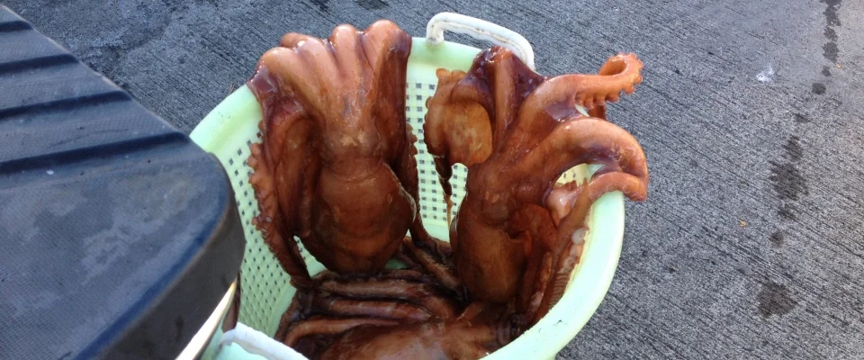 octopus in basket.jpg