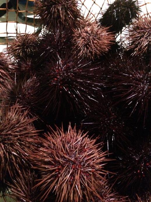 urchins.jpg