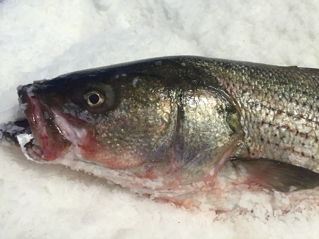 Wild NY Striped Bass.jpg