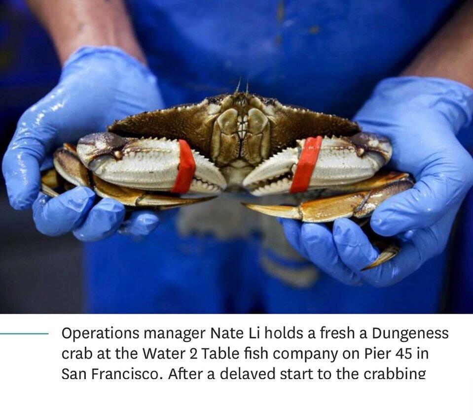 Dungeness Crab season has finally opened and the Crab population is extremely abundant.  We are unloading boats directly at Pier 45.  For restaurants delivery email ordering@water2table.com.  For home delivery log on to shop.water2table.com. Now is t