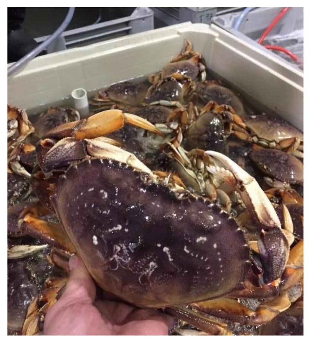 Great News.  The Local Dungeness Crab season will begin Thursday January 18th.  Crabs will be available for restaurant and home delivery next weekend.