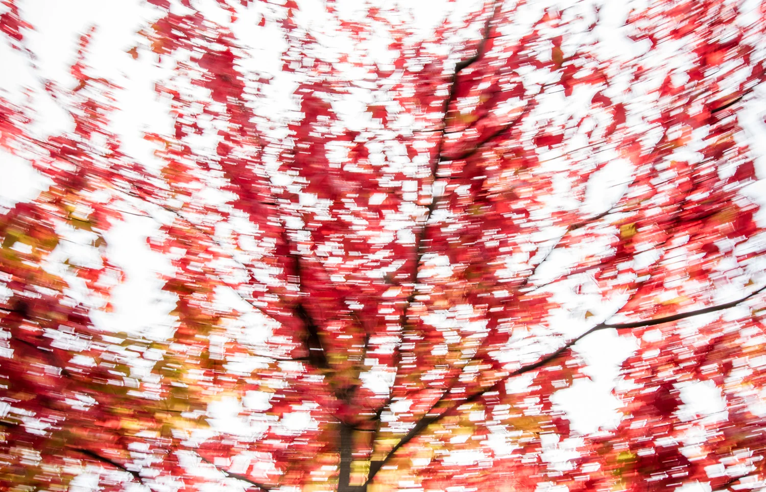 montreal-autumn-walk01-2.jpg