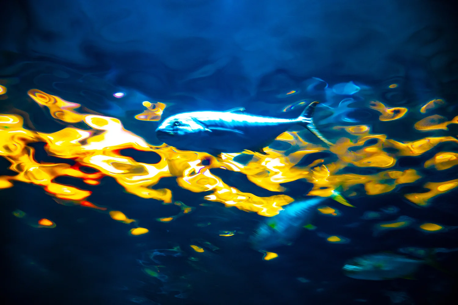 bluefish.ladig.jpg