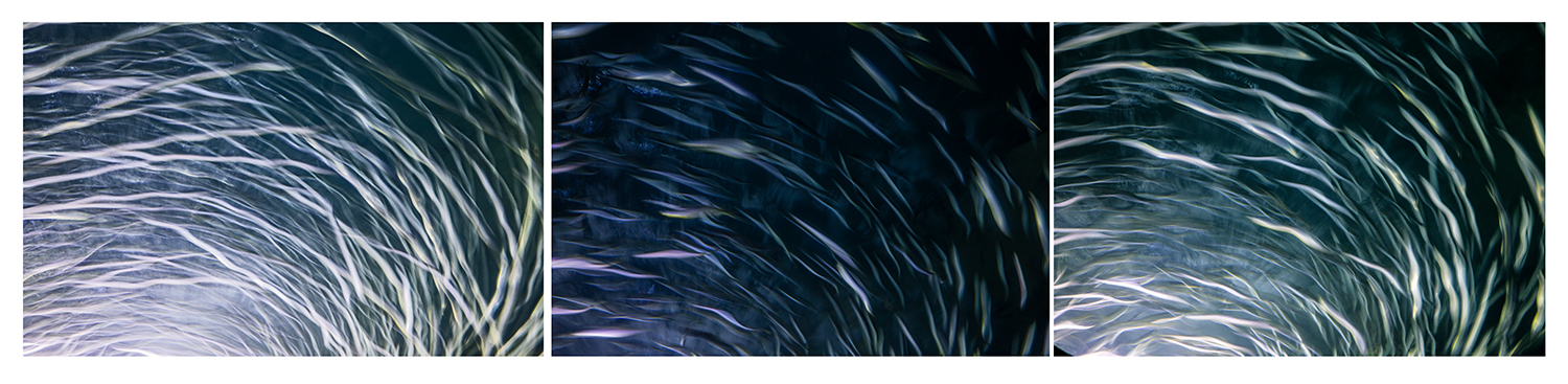 reticulated fish pano.2jpg