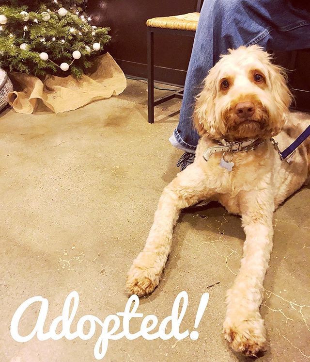 Jack found his people!! Woohoo! Happy life Jack ❤️ #adoptdontshop