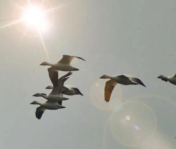Snow Geese
