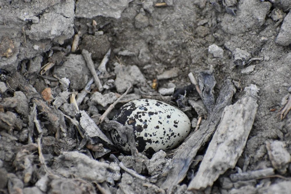 a lone Killdeer egg