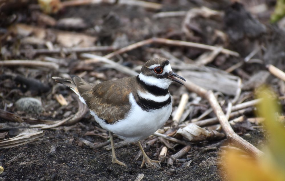 momma Killdeer