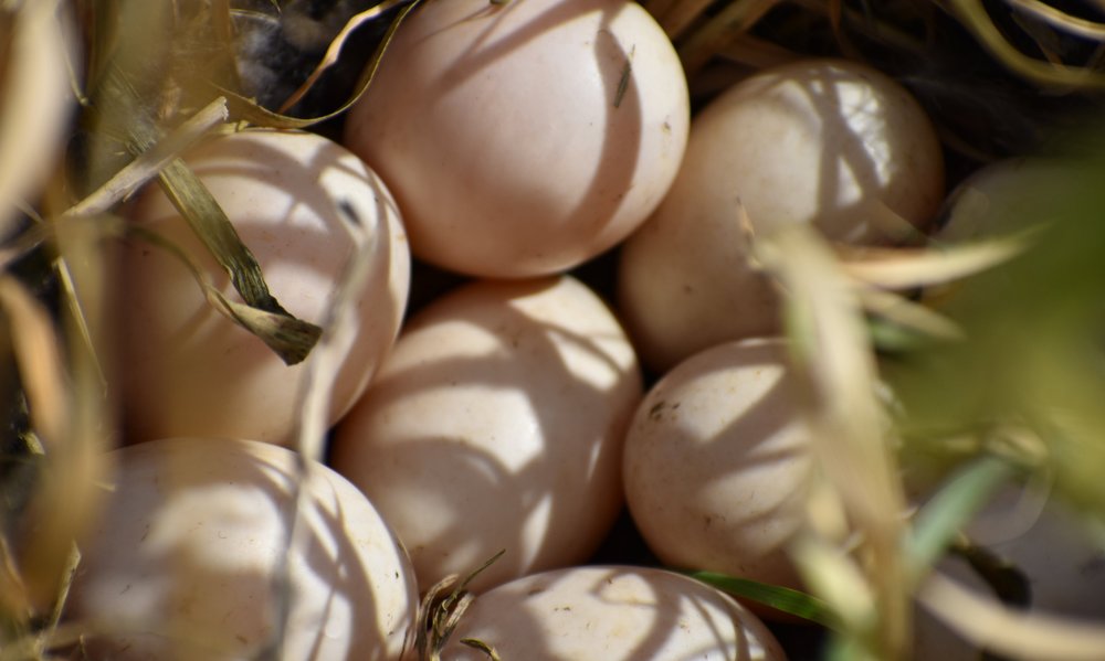 Goose eggs