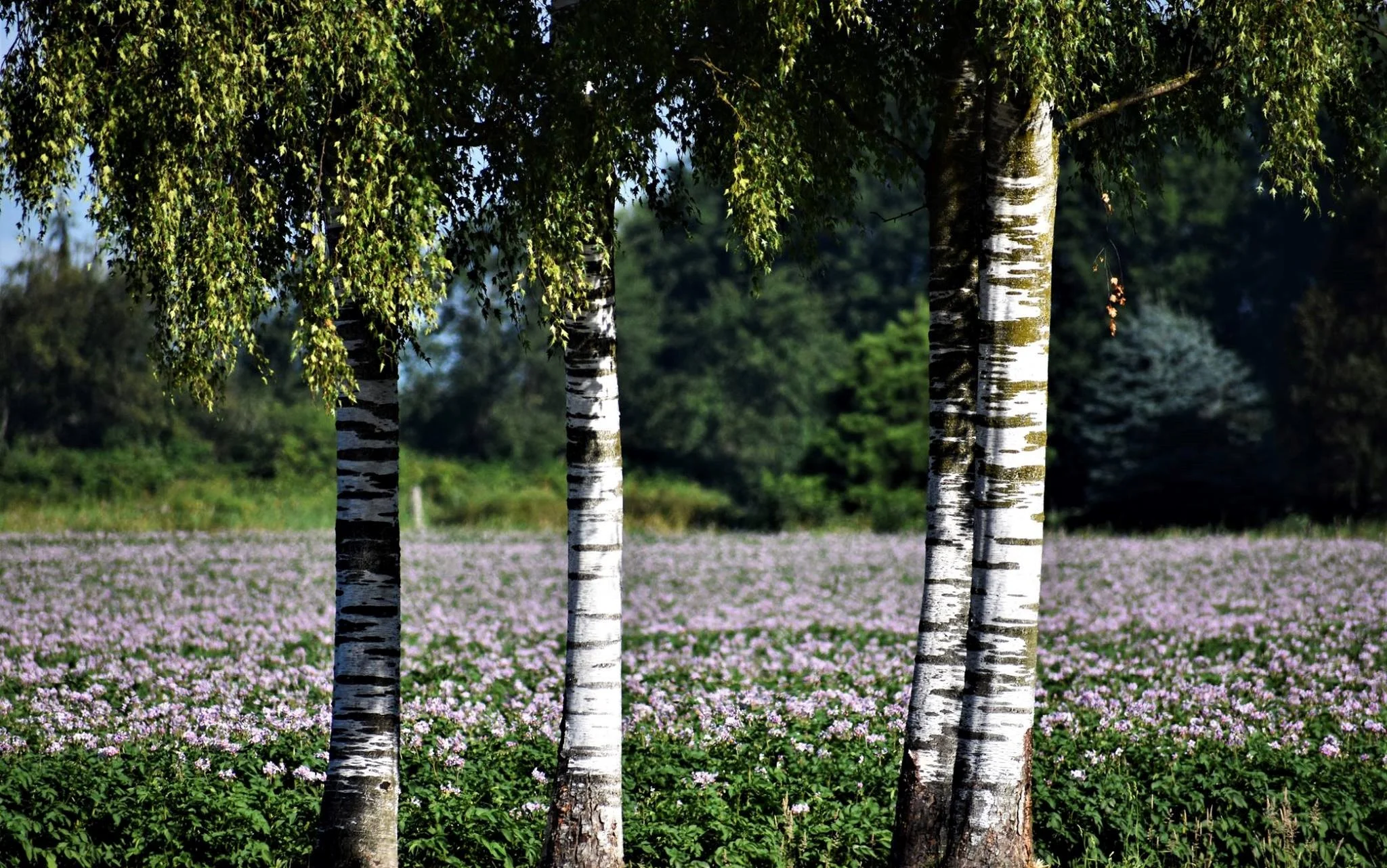 The birches with potatoes in bloom. A lovely, natural wedding arbor.