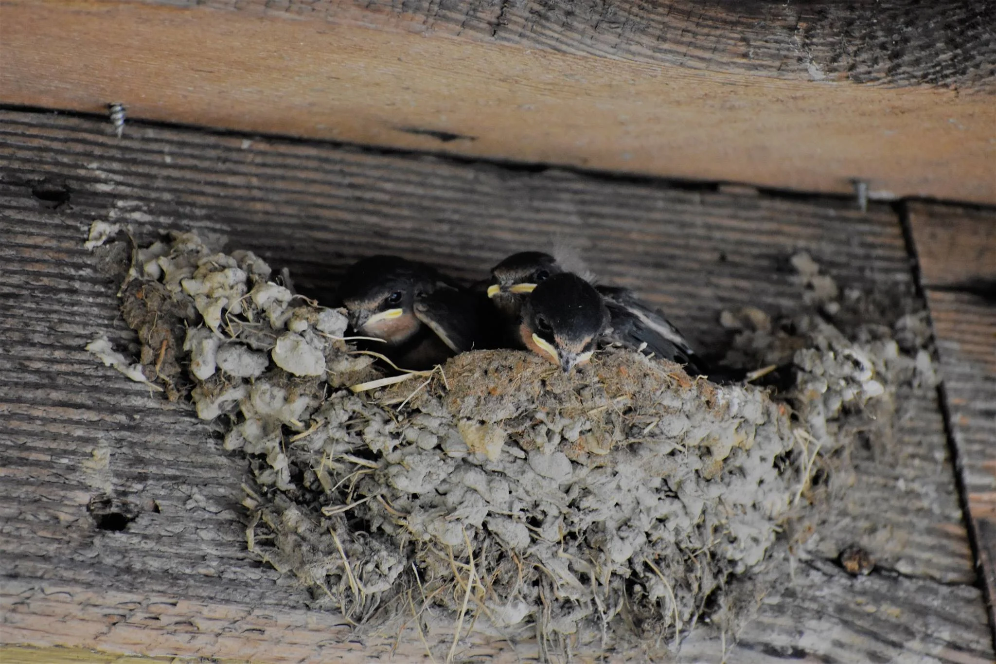 barn swallows in their nest