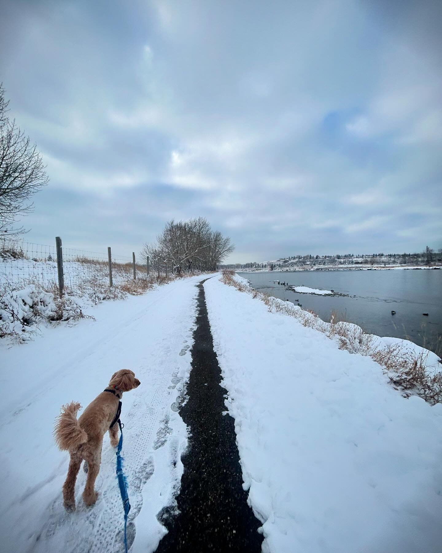 Officially in Calgary&rsquo;s 6 month season of &ldquo;try not to break a hip or tear an ACL&rdquo; while walking the dog. 😬

But for reals&hellip;Falling is on my mind.  And because I&rsquo;m 52 years free of breaking a bone, it&rsquo;s not somethi