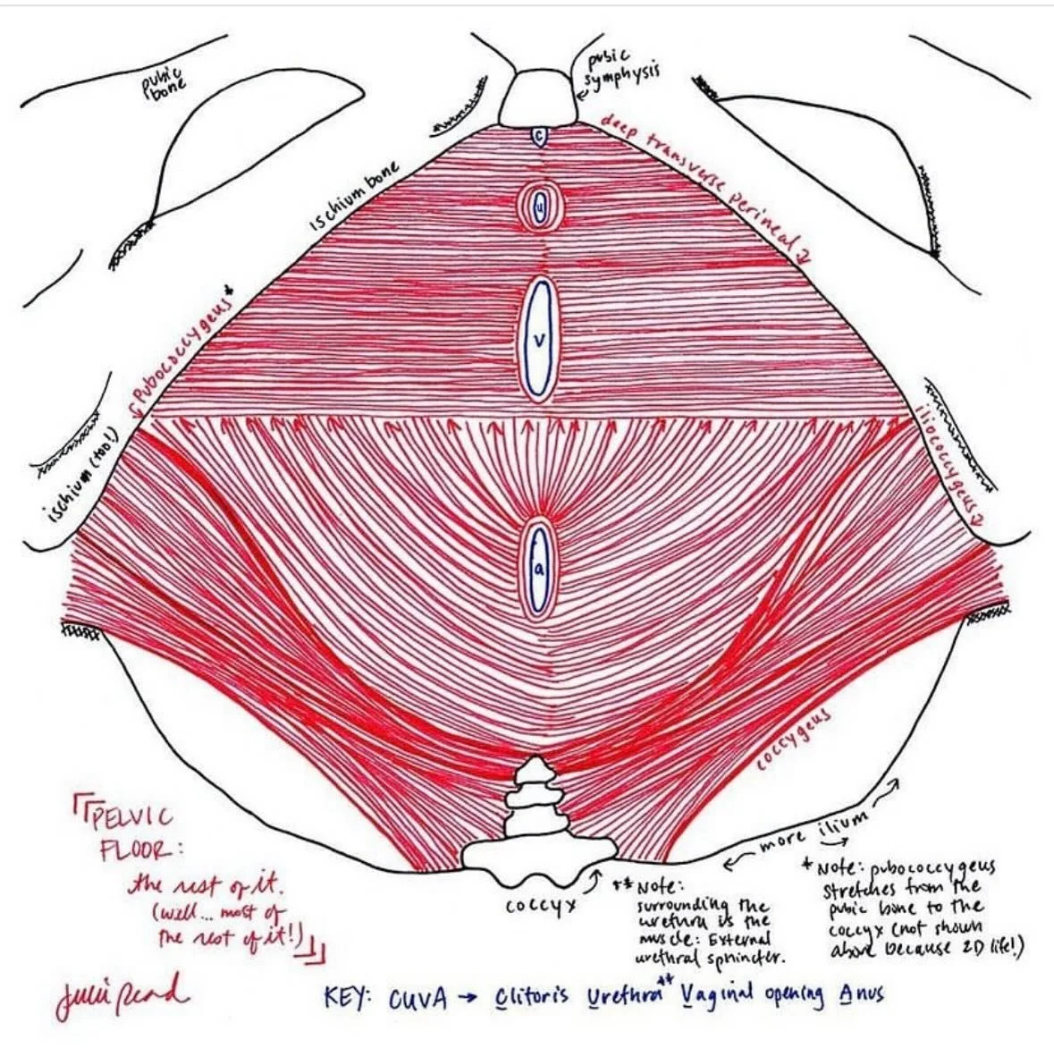 Why do we talk about the pelvic floor?

This is why.

Your pelvic floor is a series of muscles beautiful illustrated by @itsjulieread 

We need to train these muscles, as we would train other muscles in our body. And when we are pregnant or postpartu