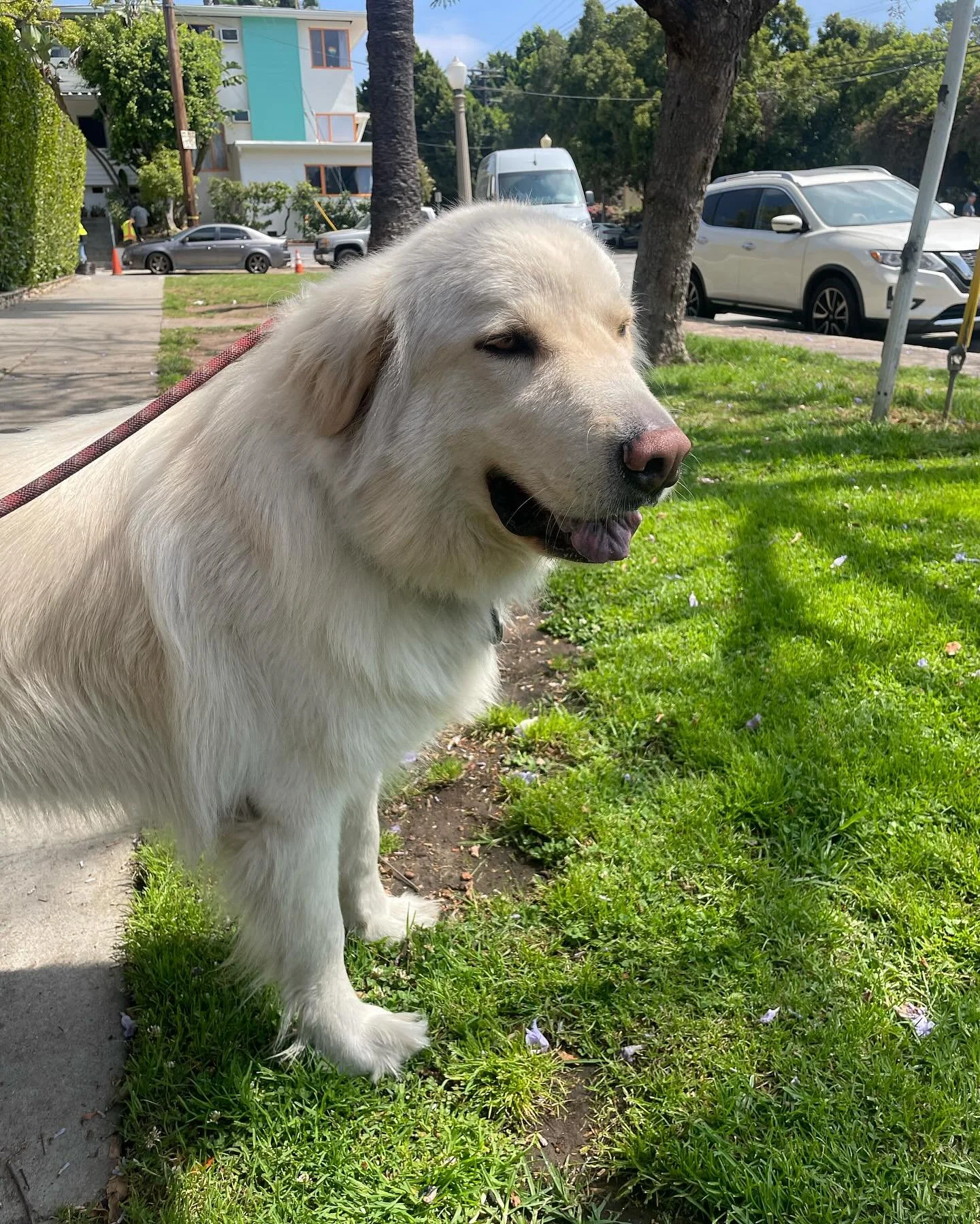 Training today for a better tomorrow! 🐾 Every step, no matter how small, brings us closer to success. Keep up the great work, Leo! 💪 

#dogtraining #dogtrainer #greatpyrenees #ladogs