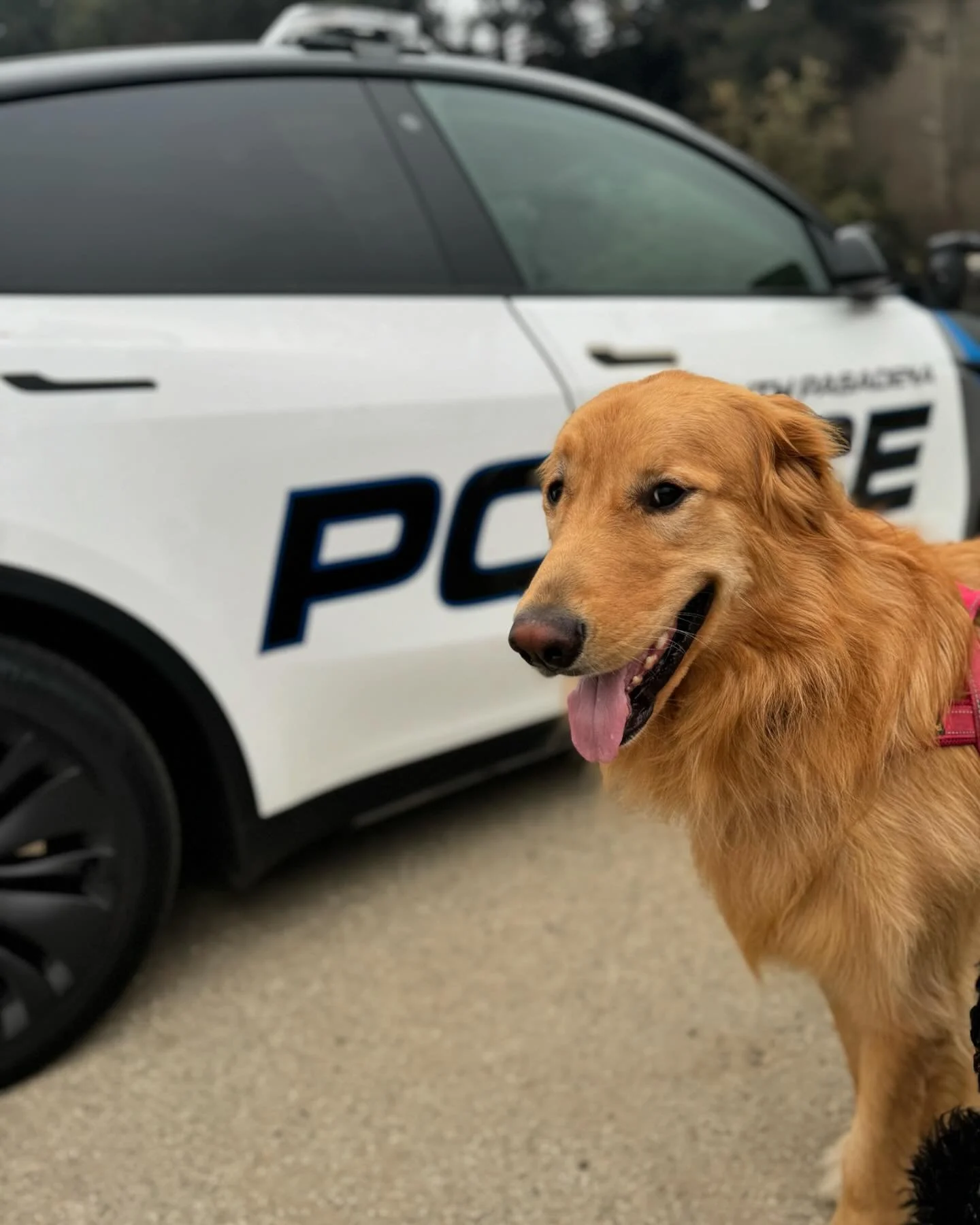 When you thought you were joining the K-9 unit, but really&hellip;you&rsquo;re under arrest for not listening 😂🐾🚨

#badtothebone  #guiltyascharged # selectivehearing #goldenretriever  #greatpyreneesmix