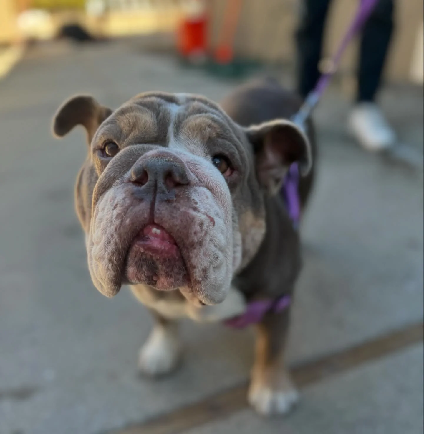Training isn&rsquo;t just about commands&mdash;it&rsquo;s about building trust and connection! 🐾 

Penny is showing off some serious focus during today&rsquo;s session. Consistency, patience, and a little bit of fun go a long way! 💪

#dogtraining #