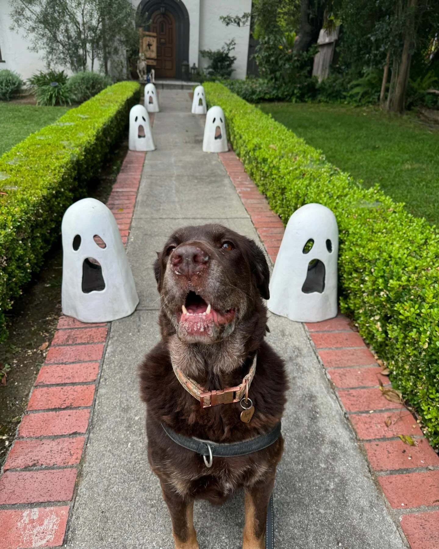 👻Getting into the Spooky Spirit 👻

#halloween #halloweenspirit #doglover #dogtraining