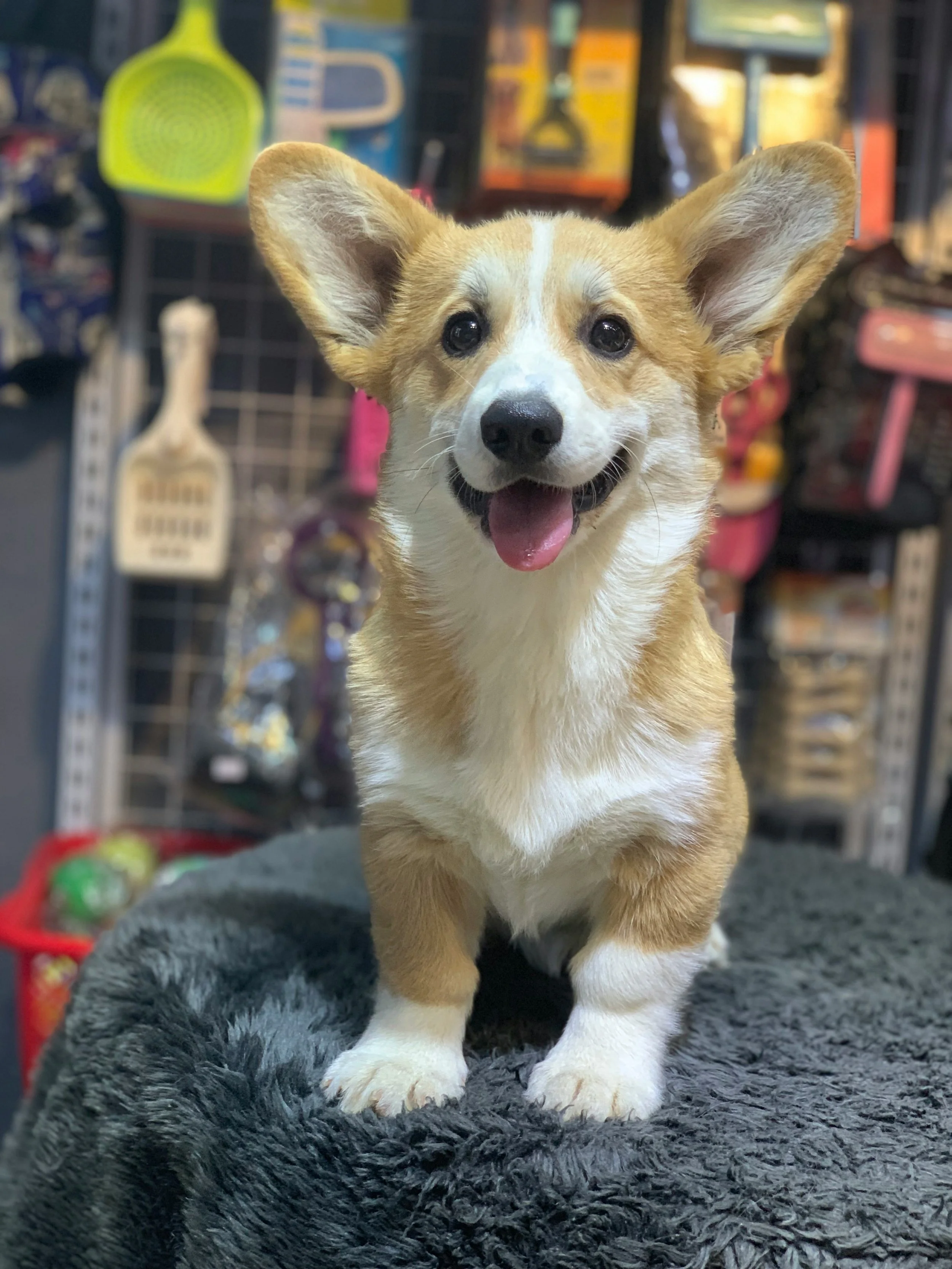 Help for Pet Parents in Los Angeles