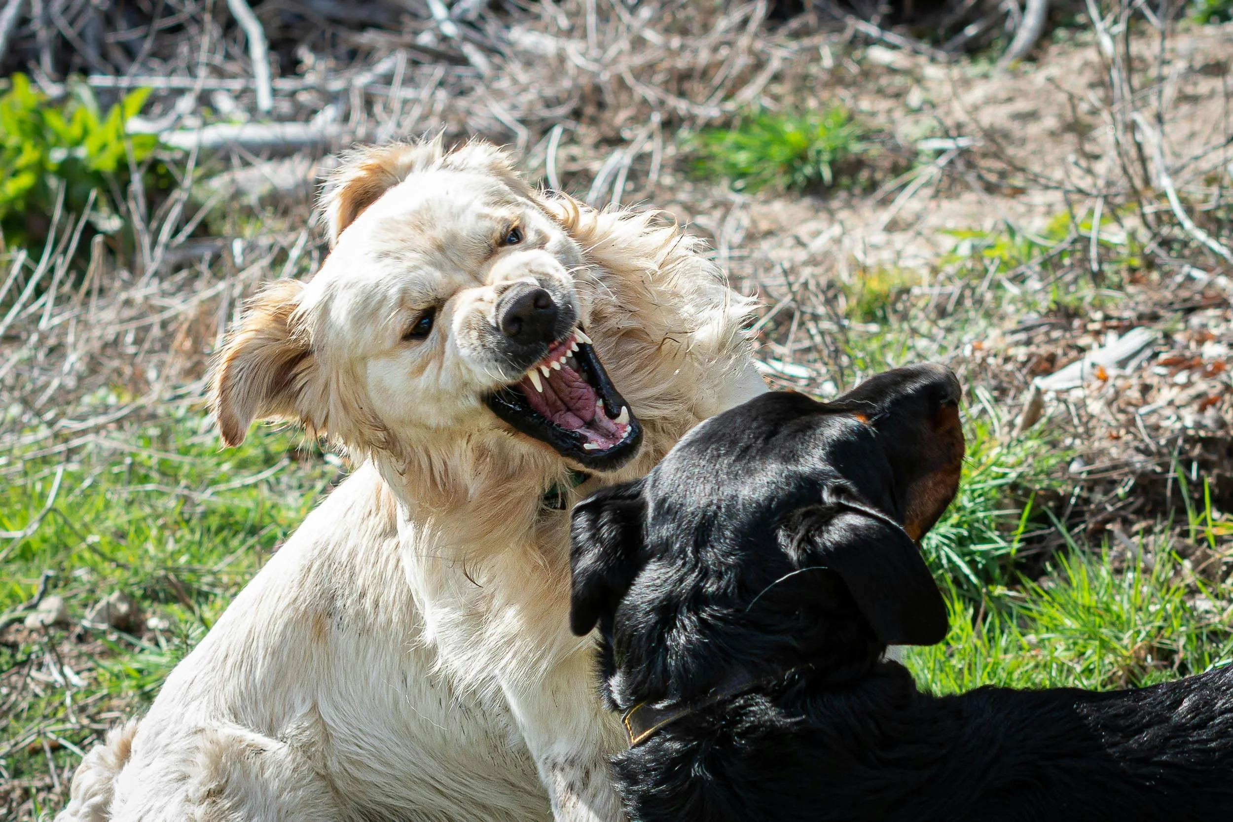 Yellow dog barring teeth at black dog on grass