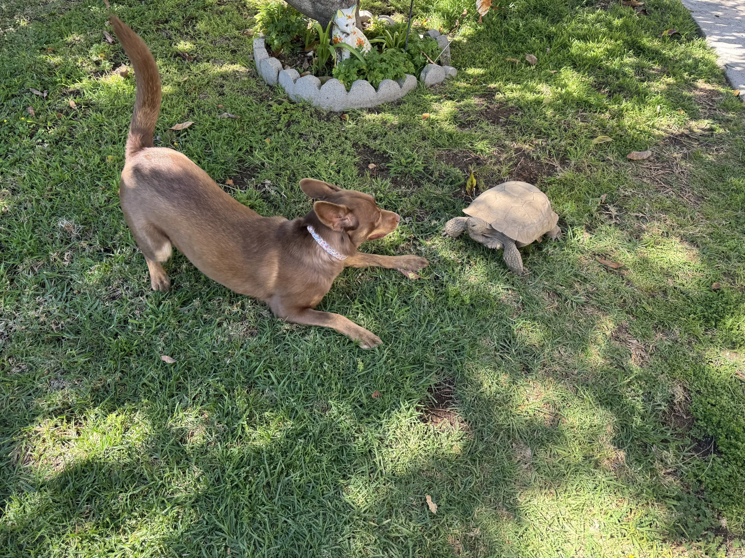 a brown dog playing on grass with a turtle