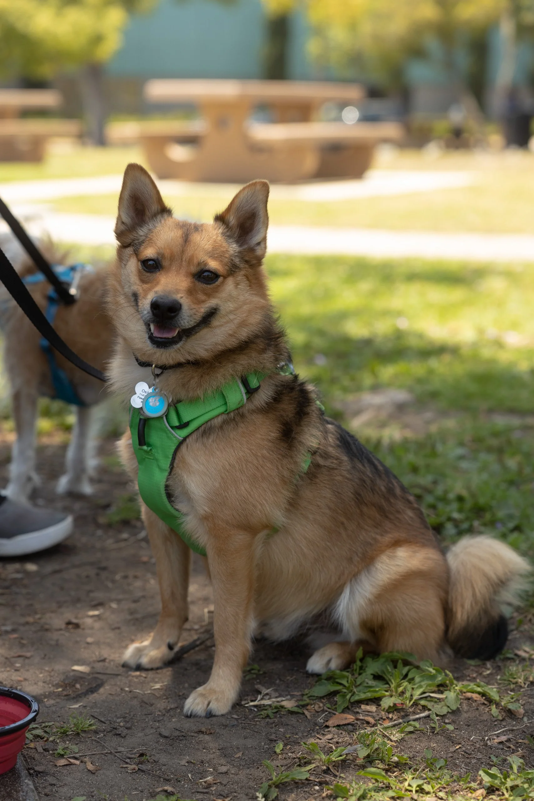 brown dog wearing green harness looking with a smile at camera