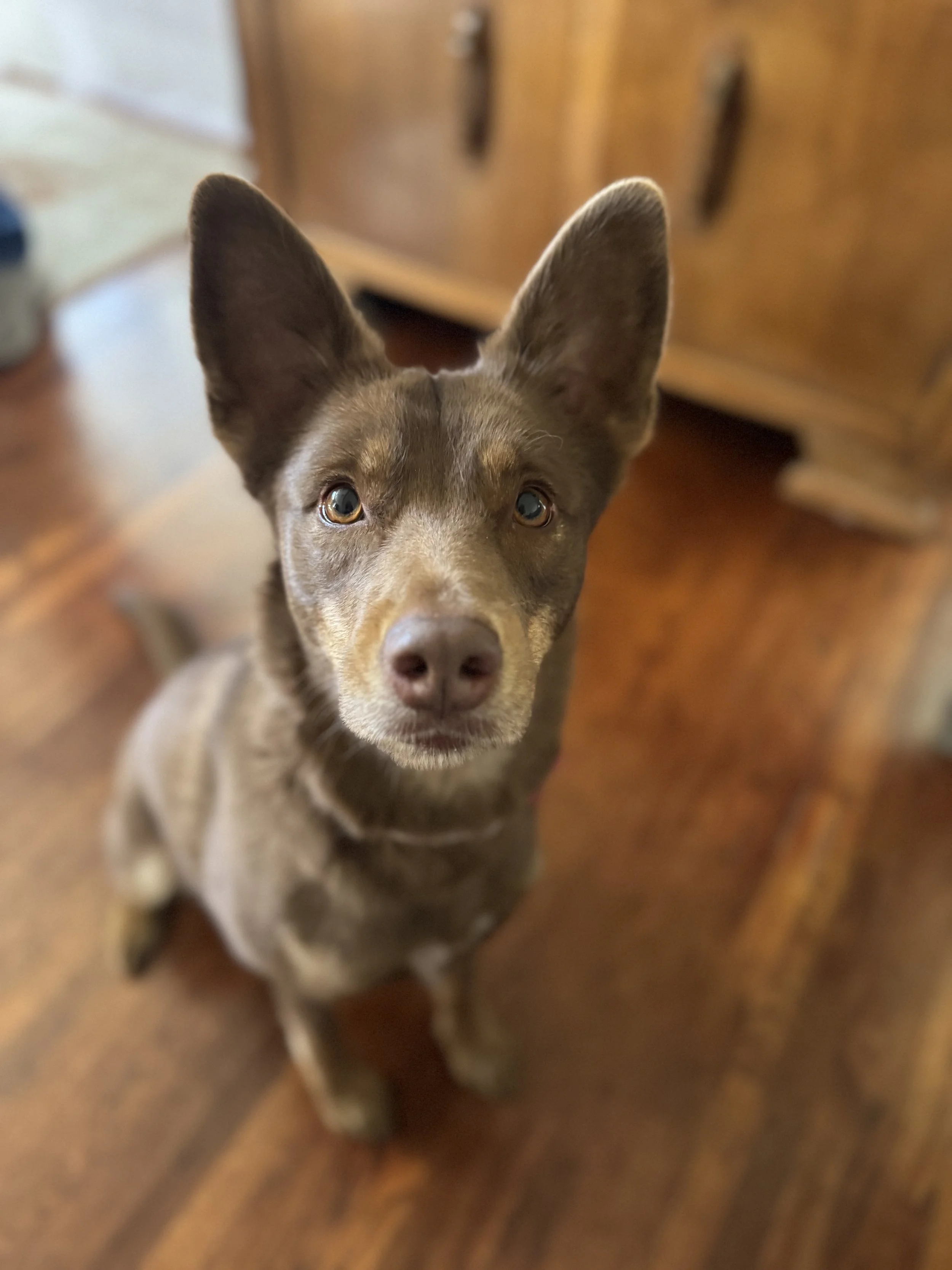 Brown dog with pointed ears looking at camera