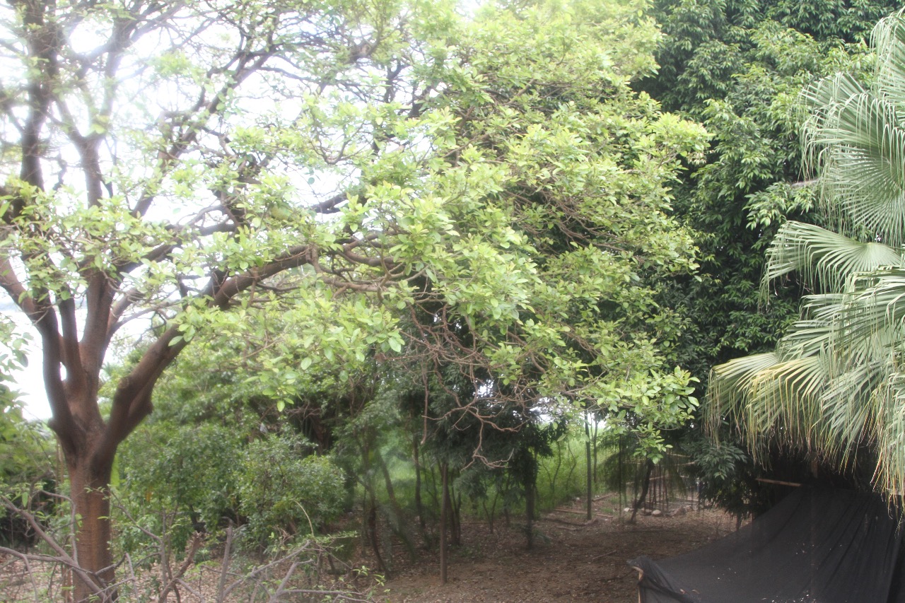 Vista al Jardín