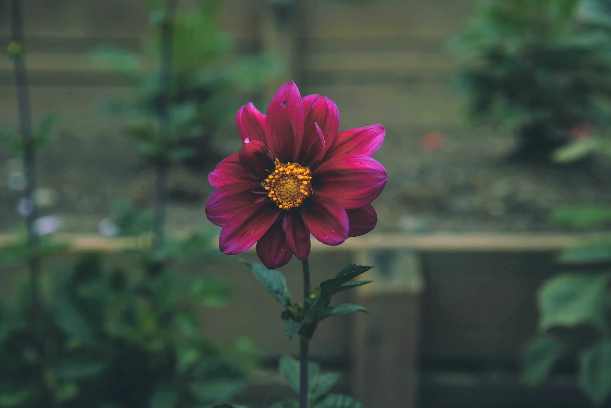 DSC_7451.jpg
