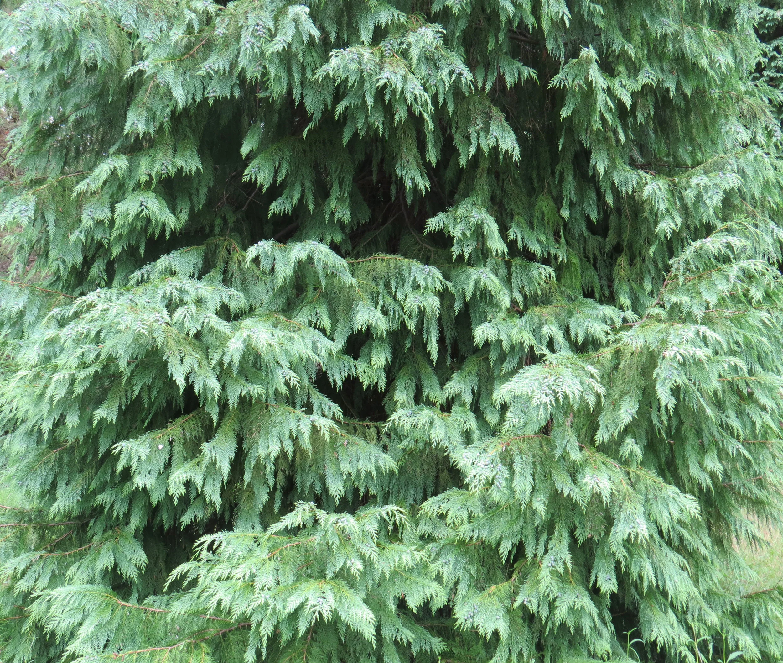 tree.jpg