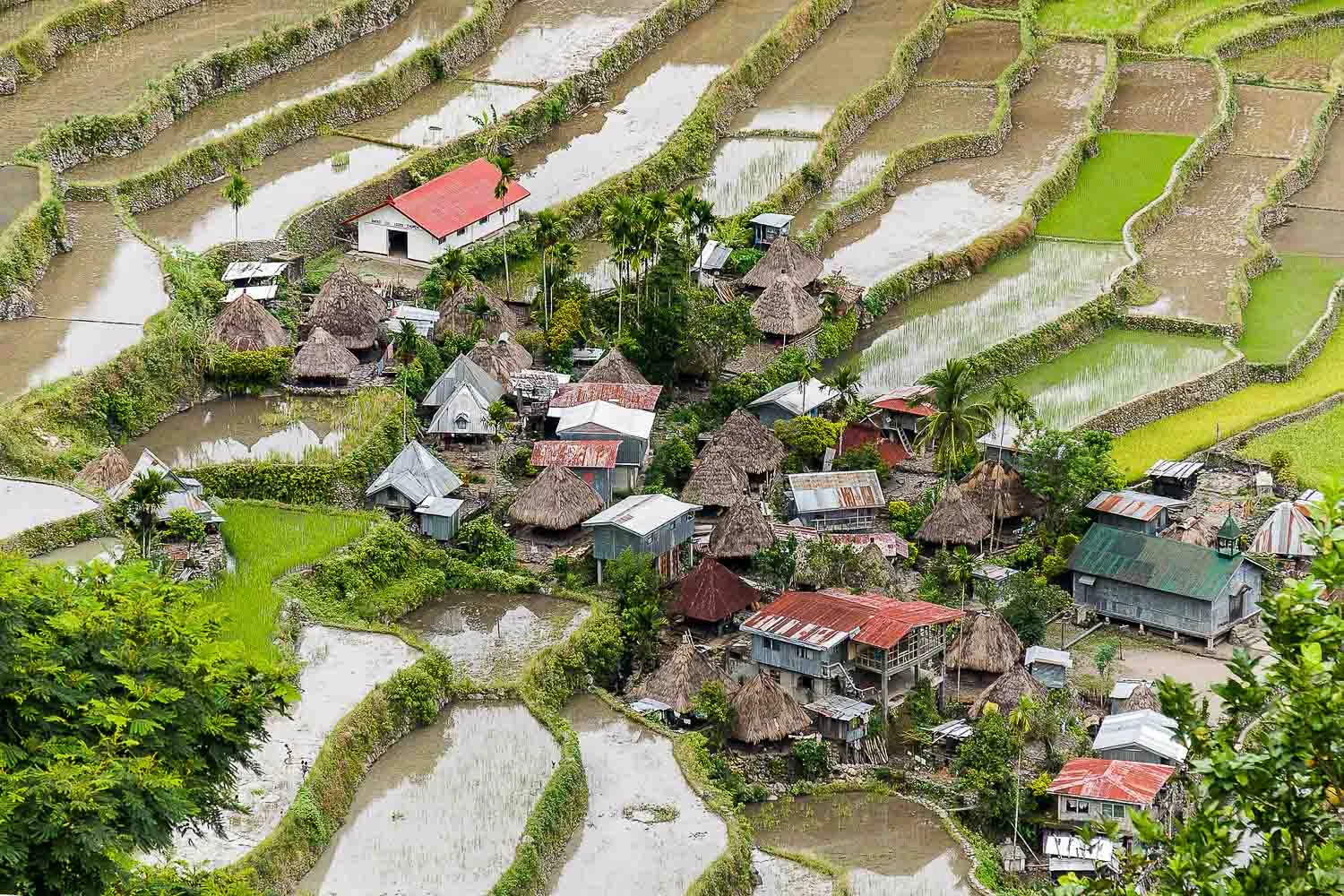 Batad Rice Terraces, Phillipines, 9 Nov 2008.