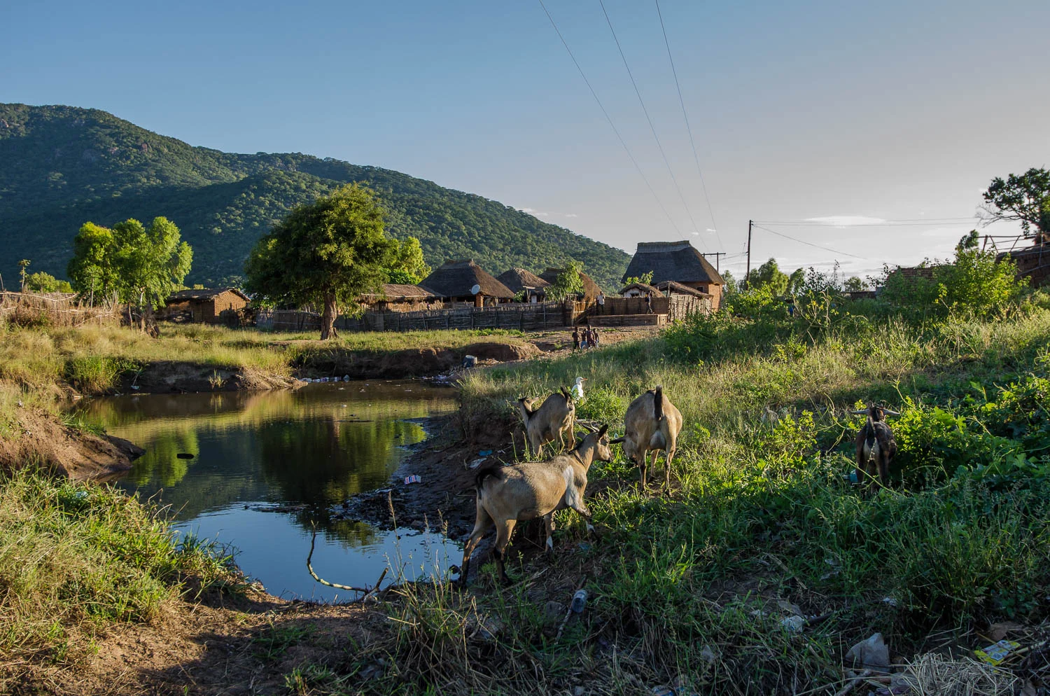Animals graze near water source in Chembe Village on Lake Malawi, 2011. Image credit: Sheridan Jones McCrae ©