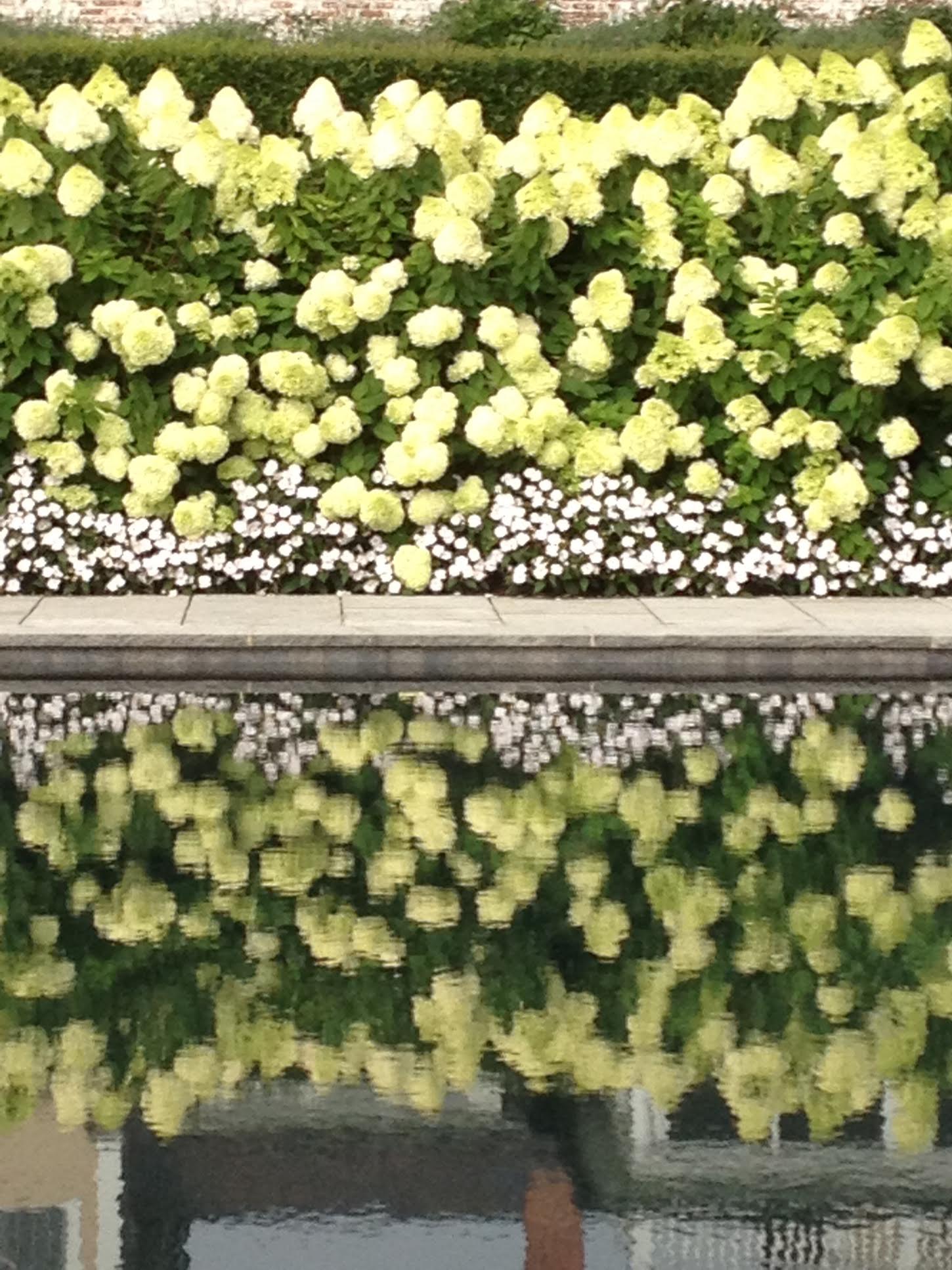 flower reflection.jpg