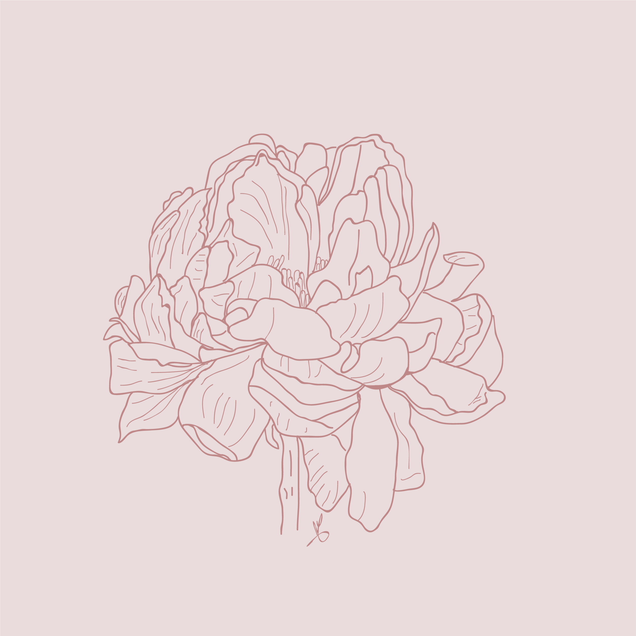 Peony