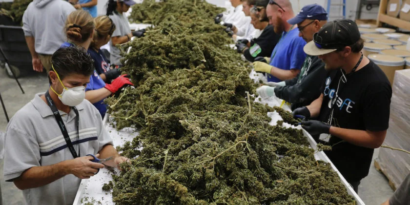 In this Oct. 4, 2016 photo, farmworkers remove stems and leaves from newly-harvested marijuana plants, at Los Suenos Farms, America's largest legal open air marijuana farm, in Avondale, southern Colo. During the fall 2016 harvest, the 36-acres at Los Suenos is expected to yield 5 to 6 tons.
