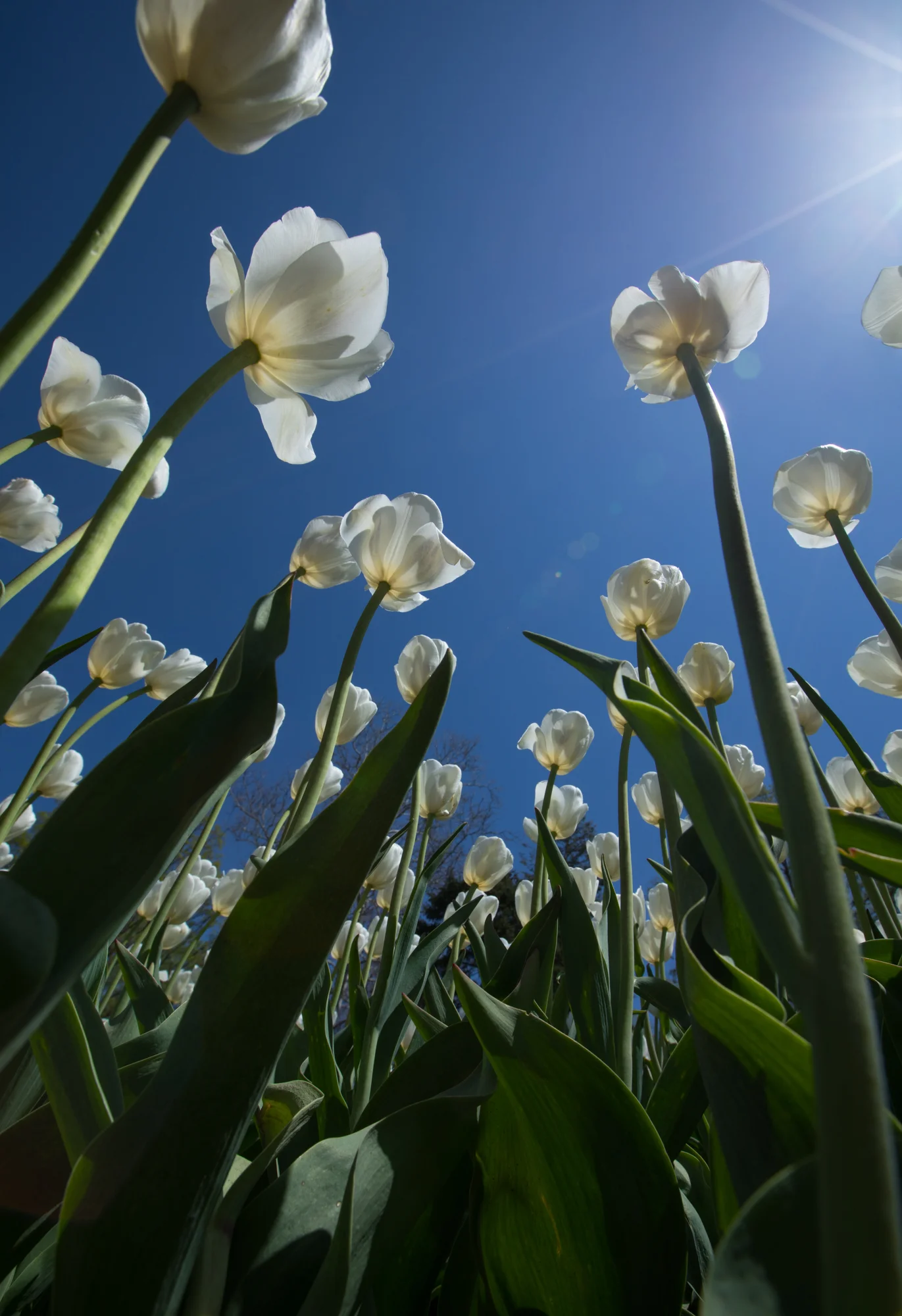 Tulip 2018 72dpi-1.jpg