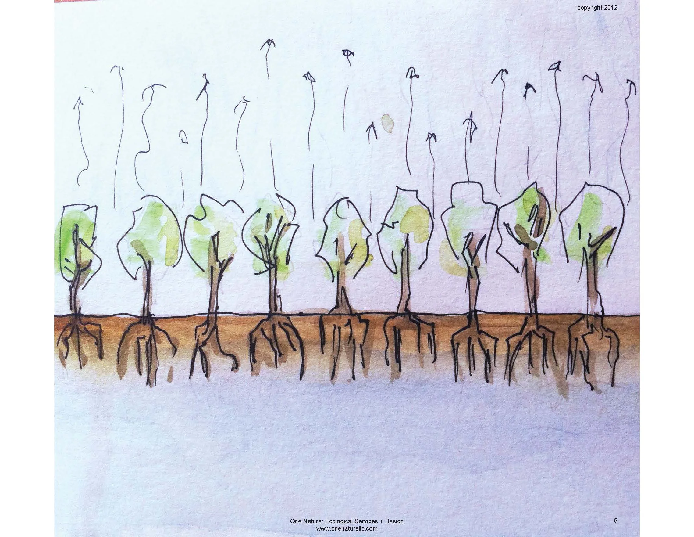 PhytoGowanusDRAFTOneNatureLLC_Page_09.jpg