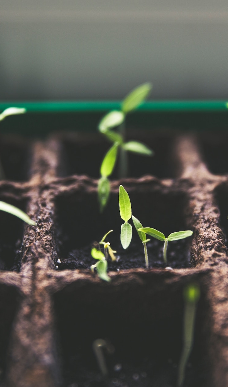 Planting &amp;  Growing Churches 