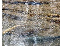 awa_trout.jpg