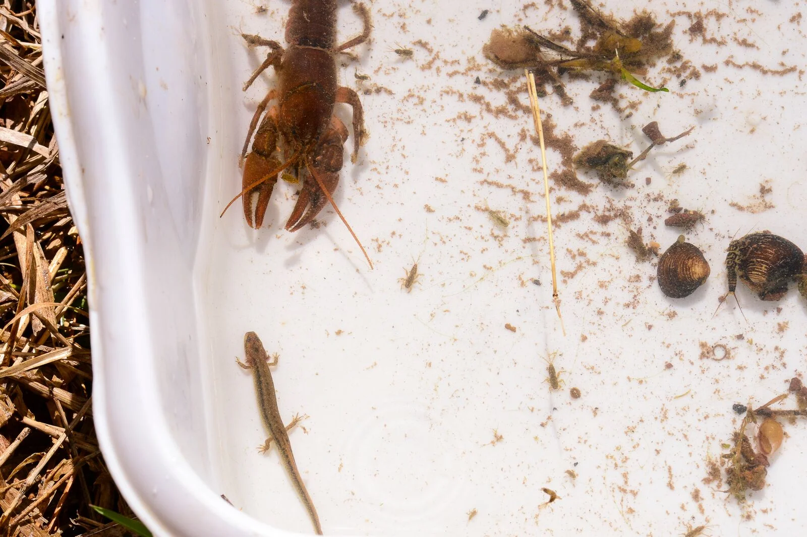 inverts.jpg