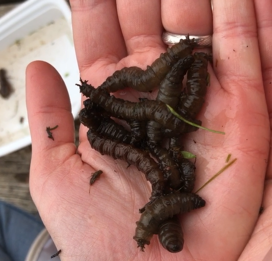 craneflies.png