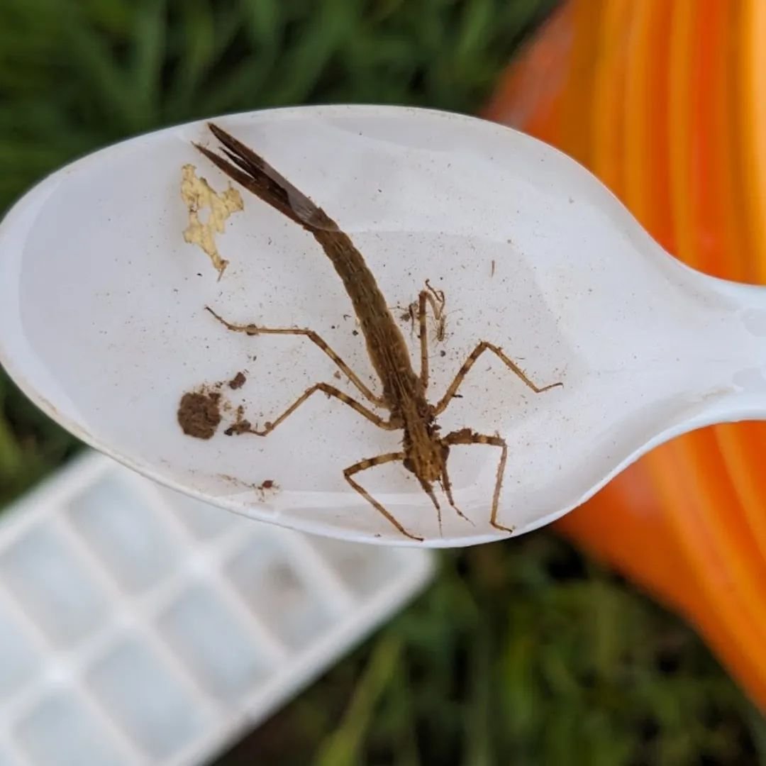 Last Saturday, the AWA conducted our spring biological monitoring survey. Each spring and fall, we collect macroinvertebrates (stream insects) from two sampling locations in the watershed. Macroinvertebrates are indicators of water quality, based on 