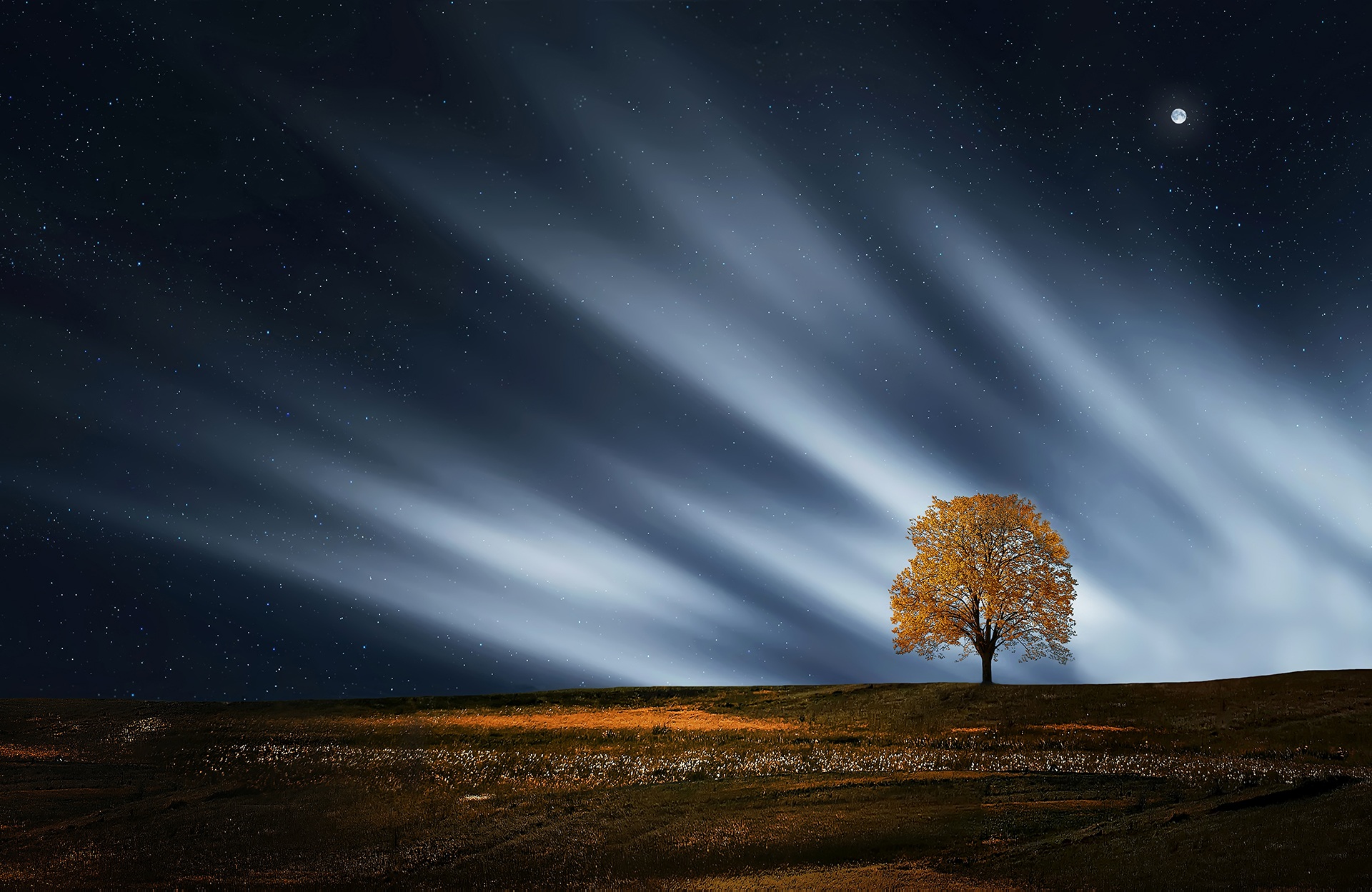 Tree at night.jpg