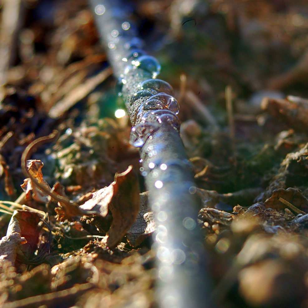 Drip Irrigation.jpg