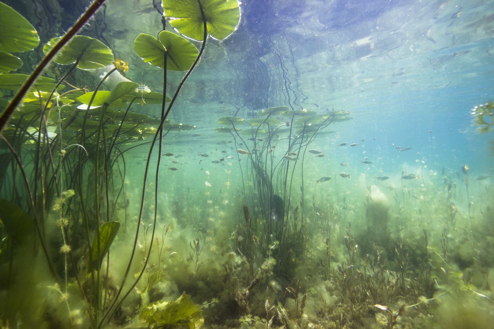Ocean Plants Underwater