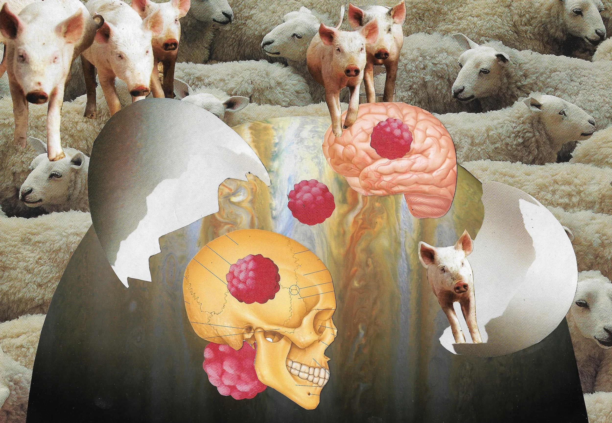 Who Came First, the Flock or the Swine?