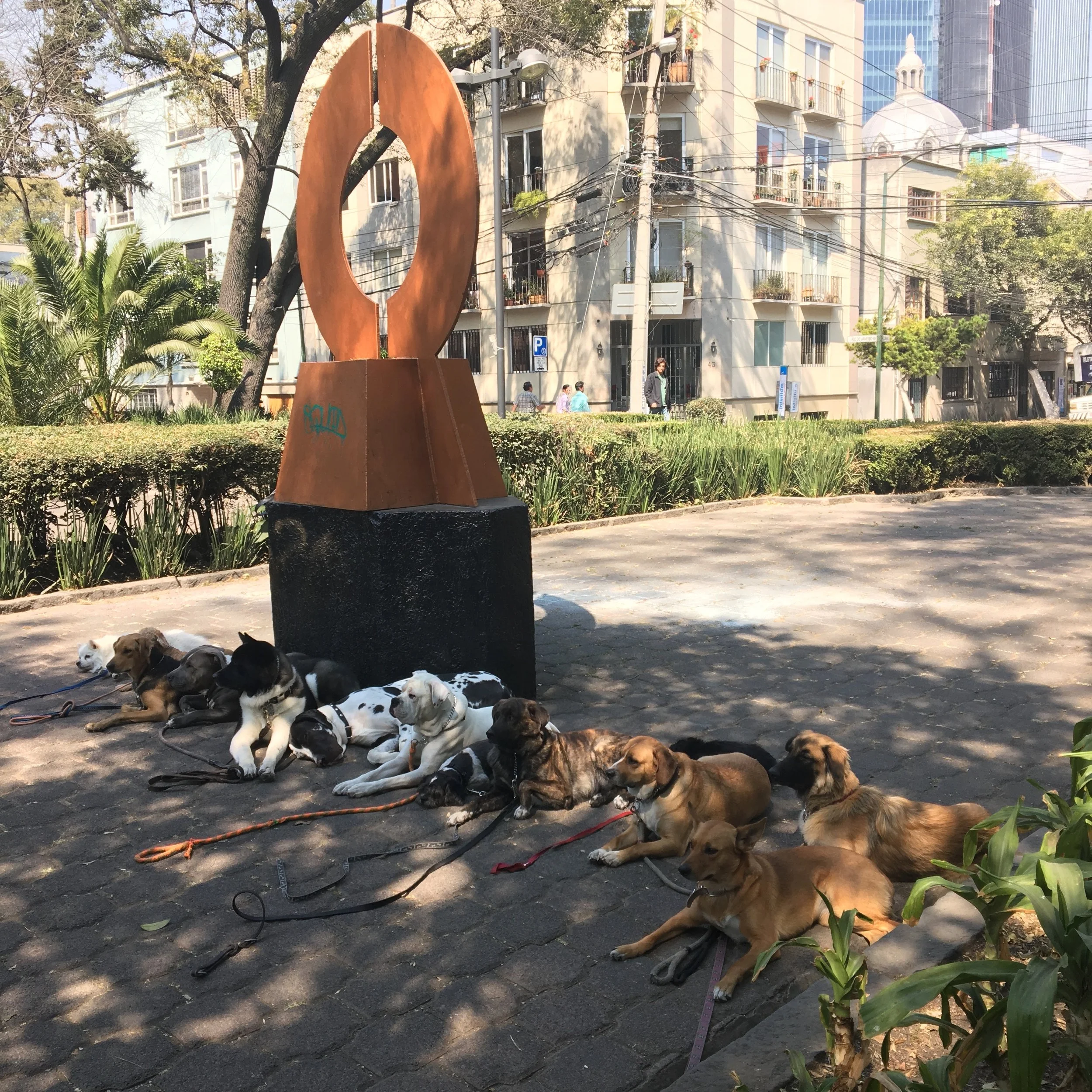 All the good Dogs / Plaza Rio de Janeiro, Mexico City / ©2016 Melody Jean Moulton